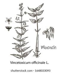 Image result for Vincetoxicum conspicuum