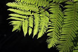 Image result for Cyatheaceae
