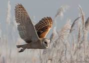 Barn Owl In Flight – Feathered Photography