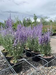 Image result for Perovskia atriplicifolia lacey blue photo