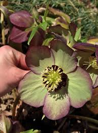 Check spelling or type a new query. 10 Best Plants For Colorful Shade Gardens