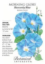 Heavenly Blue Morning Glory Seeds 2 5 Grams Blue Morning Glory Morning Glory Seeds Morning Glory Flowers