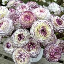 Image result for Ranunculus stagnalis