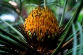 Image result for Rytigynia sp. G