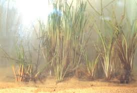 Image result for Isoetes alstonii