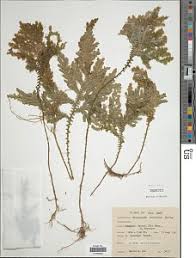 Image result for Selaginella versicolor