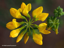 Check spelling or type a new query. Coronilla Juncea Wild Flowers Provence