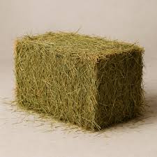 Image result for Eragrostis homblei