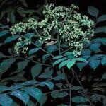 Image result for Clausena anisata