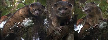 Source Wikimedia Commonsscientific Name Bassaricyon Neblinathe First Mammal Carnivore Species To Be Discovered In Ame In 2020 Rare Animals Mammals Endangered Animals