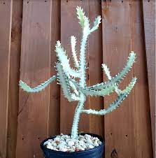 Euphorbia lactea white ghost, one of the most striking euphorbia in it genre, is known to be nearly white. Euphorbia Lactea White Ghost Xl The Botany Guild