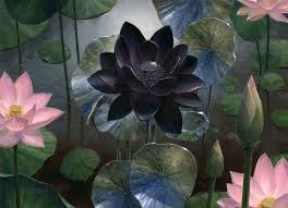 Black Lotus By Steven Belledin In 2020 Lotus Flower Art Watercolor Lotus Black Lotus Tattoo