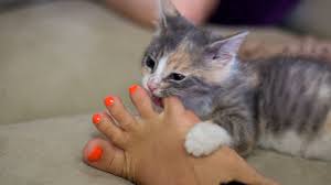 Feel all over her paw and see if she pulls back or cries out. Reasons Why Cats Bite And Scratch And How To Stop It