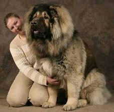 Russian Caucasian Mountain Dog Hunde Riesenhunde Grosse Hunde