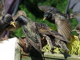 Play it every 10 to 15 seconds as the birds are flying. Get Rid Of Starlings Quick Tips