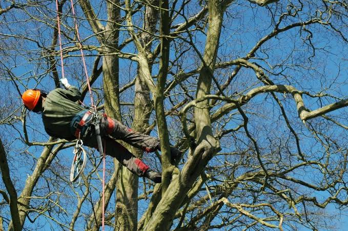 How to Choose a Tree Surgeon in Glasgow - GGM Landscaping