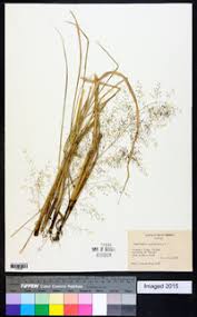 Image result for Eragrostis botryodes