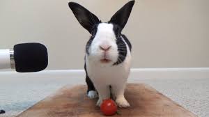 It is probably a good idea to keep dogs away from tomato plants, either by fencing off your garden area or by supervising your dog carefully in the garden. Can Rabbits Eat Tomatoes What You Need To Know Pet Keen