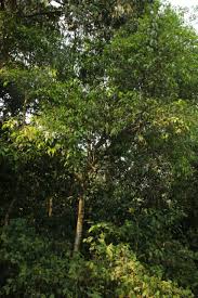 Image result for Hunteria congolana