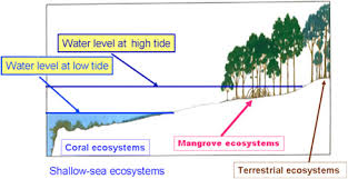 Structure And Species Diversity Of Mangrove Ecosystem Sciencedirect