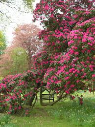 Pin By Slaw Ja On Places Sites Just Beautiful Beautiful Gardens Garden Flower Beds Flowering Trees