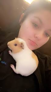 2 Guinea Pigs need rehoming! Everything will come with them! Located in  Benld IL