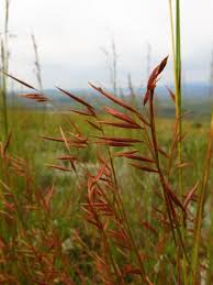 Image result for Monocymbium