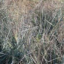 Image result for Eragrostis friesii