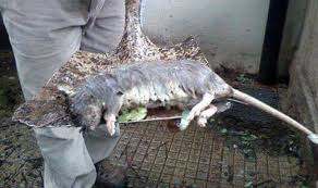 However, rats may grow to be as long as 40 cm or more and weigh considerably more than mice. A Nest Of Giant Cannibal Rats Was Found In London Uk News Express Co Uk