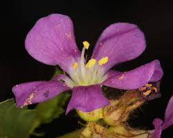 Image result for Melochia melissifolia