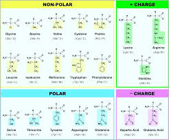 69 studious aminoacid chart