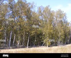 Image result for Androstachys