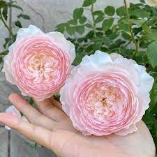 Rose hiyori 日和 Japanese Live Plant Pink Roses Shrub 2-years - Etsy Israel
