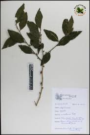 Image result for Opilia amentacea