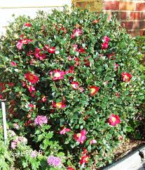 Produces medium size fiery red single petal blooms with yellow stamen center. Camellia Sasanqua Yuletide Fruits And Seeds Kiyanti2008 S Weblog