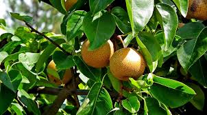 We did not find results for: Can Dogs Eat Asian Pears Buypetsupplyonline