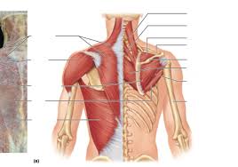 Anatomically, the chest is divided into two main regions Upper Chest Muscles Diagram Quizlet