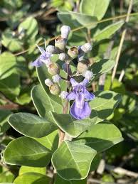 Image result for Vitex patula