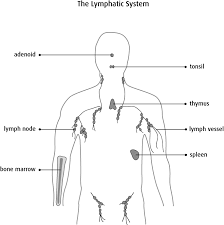 What Is Non Hodgkin Lymphoma Canadian Cancer Society