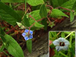 Image result for Indigofera hochstetteri