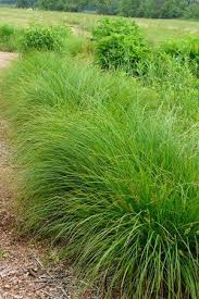 Pin By Garten Ideen On Wetlands In 2020 Shade Perennials Drought Tolerant Landscape Shade Garden