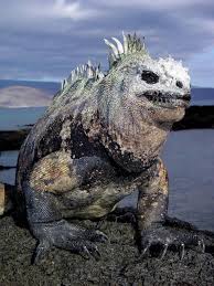 Galapagos Marine Iguana Natureisfuckinglit Rare Animals Weird Animals Animals