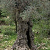 Image result for Olea chimanimani