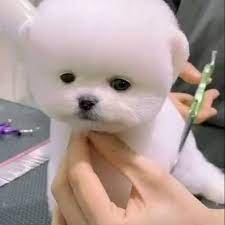 Kikilu Dog Teacup Pet Puppy Dogchallenge Doglife Credit Kikilu Fun Video Cute Animals Cute Baby Animals Cute Dogs
