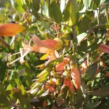 Image result for Landolphia glabra