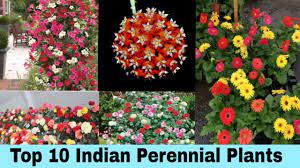 Perennial flowering plants with names. Top 10 Perennial Permanent Flower Plants In India By Garden Gyan Youtube