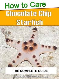 Chocolate Chip Starfish Detailed Guide Care Diet And Breeding Shrimp And Snail Breeder