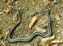 Refers to person, place, thing, quality, etc. Vipera Berus Wikipedia