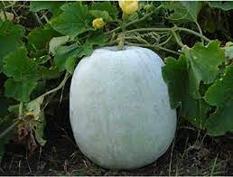 Setelah di jus tambahkan madu.maka jadi deh minuman berkhasiat. Biji Benih Round Wax Gourd Kundur Bulat Seeds Special Lazada