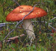 Image result for Russula perlactea